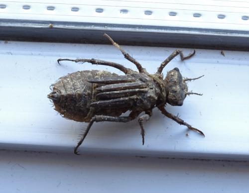 Somatochlora metallica